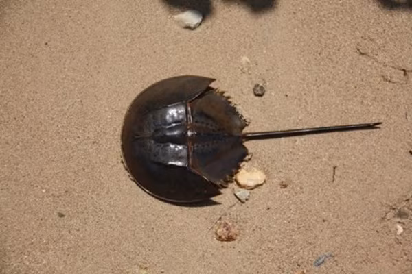 Tại Việt Nam, đã có nhiều vụ ngộ độc so biển do Tetrodotoxin, thường rất nặng. Chỉ cần ăn phải 1-2 miligam độc chất Tetrodotoxin, nạn nhân sẽ bị tác động mạnh lên thần kinh trung ương, gây tê liệt cơ thể, ngừng tuần hoàn, hô hấp,…