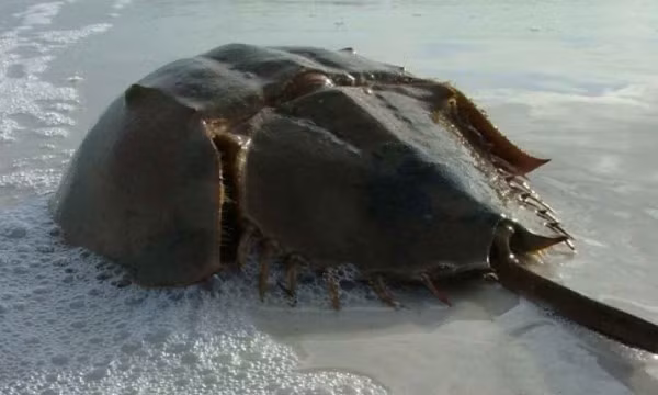 Theo Cục An toàn Thực phẩm (Bộ Y tế), chất độc trong so biển nguy hiểm ngang với độc cá nóc. Mặt khác, Tetrodotoxins sẽ không bị tiêu diệt bởi nhiệt độ cao, do đó khi nấu chín, con so vẫn còn độc hại.