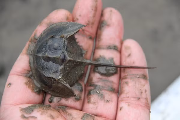 Chất độc này được hấp thu nhanh qua đường tiêu hóa trong khoảng 10-15 phút, đạt nồng độ cao nhất trong máu sau 20 phút và chỉ sau vài giờ sau khi ăn phải có thể tử vong nếu không được cấp cứu kịp thời.