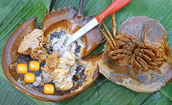 Để đề phòng ngộ độc, Cục An toàn Thực phẩm khuyến cáo người dân tuyệt đối không ăn so biển, kể cả trứng và thịt của chúng. Mất mạng vì ăn nhầm con so biển. Nguồn: Kênh VTC16