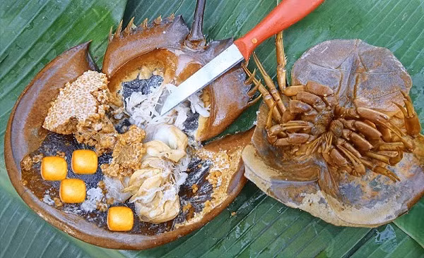 Để đề phòng ngộ độc, Cục An toàn Thực phẩm khuyến cáo người dân tuyệt đối không ăn so biển, kể cả trứng và thịt của chúng. Mất mạng vì ăn nhầm con so biển. Nguồn: Kênh VTC16