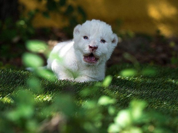 Ngày 31/5 vừa qua, Sở thú Công viên Mundo, Tây Ban Nha đã đón chú sư tử trắng đầu tiên ra đời. Nó được đặt tên là White King (Bạch Vương), trắng muốt và xinh xắn như một con thú bông.