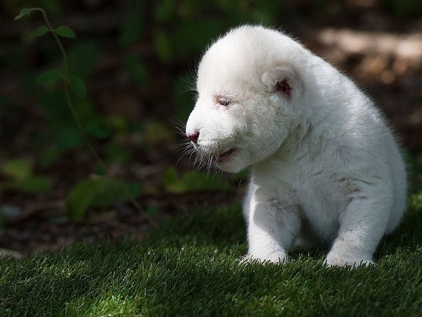 Khi ra đời, Bạch Vương có kích thước nhỏ hơn so với thường lệ. Ban đầu, sư tử con bị mất nước và tỏ ra yếu ớt, trong ba ngày đầu sau khi ra đời, nó không chịu ăn gì vì nhận ra mình ''không được mẹ quan tâm tới''.