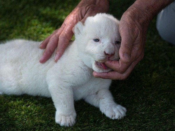 Sư tử trắng Bạch Vương sẽ là một trong những điểm sáng thu hút lớn nhất sự quan tâm của du khách khi sở thú Công viên Mundo, nơi có 3.000 loài động vật, mở cửa trở lại vào 11.6 sau 3 tháng đóng cửa vì dịch COVID-19.