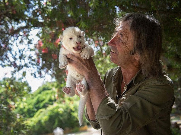 Sư tử trắng quý hiếm có màu lông trắng không phải là do chúng bị bạch tạng, mà do một đột biến ít nghiêm trọng hơn của cùng loại gen gây bệnh bạch tạng.