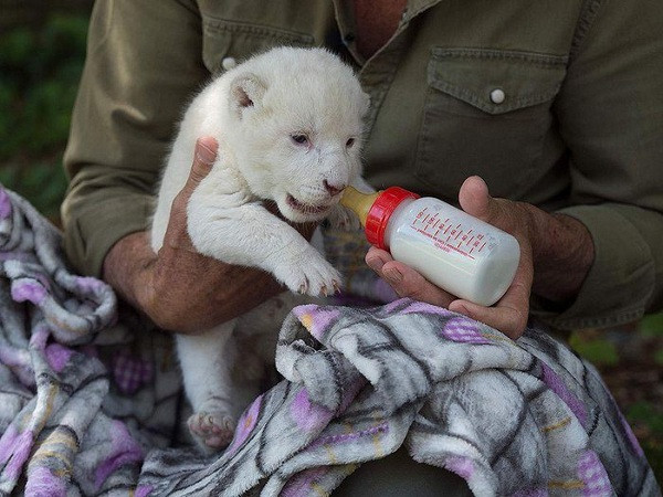Tuy nhiên, đột biến màu lông đã được kết luận là không hề ảnh hưởng đến khả năng săn mồi và sự thích nghi của sư tử. Trên thực tế, nhiều sư tử trắng đang dần dần được tái thả vào tự nhiên mà không cần có sự can thiệp của con người.