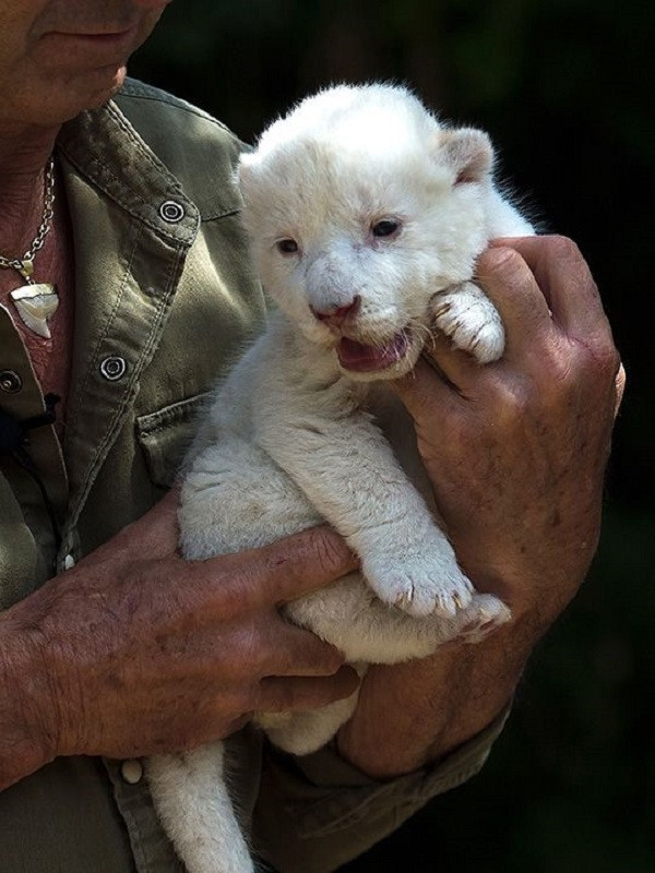 Tuy nhiên, theo AFP, con sư tử trắng quý hiếm này đã bị chính mẹ nó bỏ rơi sau một ca sinh nở đầy khó khăn. Được biết, sư tử mẹ được mang về từ Thái Lan cách đây 4 năm, và nó đã trở dạ tới 15 ngày trước khi sinh ra đứa con đặc biệt.