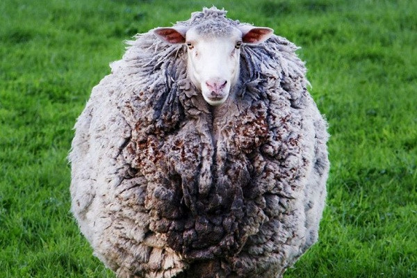 Chú cừu mang bộ lông dày nhất thế giới Prickles được tìm thấy trên mảnh đất của nông dân Alice Grey, khi gia đình cô đang tổ chức một bữa tiệc nướng thịt ngoài trời. Alice cho biết khi nhìn thấy chú cừu, cô thậm chí còn không biết đó là thứ gì.