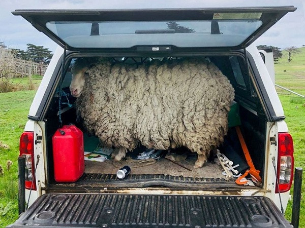 Hiện tại, cừu Prickles đã được đưa vào trang trại của gia đình Alice và sống cùng đồng loại.