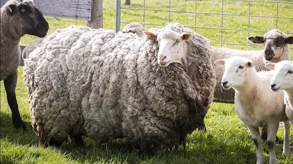 Trước đó không lâu, Alice đã cảm thấy nghi ngờ có một con vật trong khu vực trang trại. Họ thậm chí còn đặt những máy ảnh chụp ban đêm, và một trong số những bức ảnh đã chụp được “một quả bóng khổng lồ” đang nhìn vào ống kính.