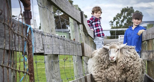  Chú cừu khổng lồ sẽ được tắm rửa sạch sẽ, cạo lông và sau đó bộ lông được bán đấu giá để quyên góp ủng hộ những nạn nhân của COVID-19và gây quỹ trợ giúp người tị nạn.