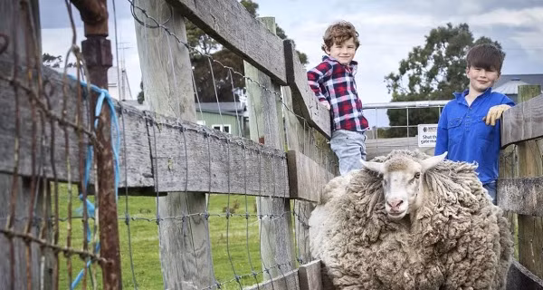  Chú cừu khổng lồ sẽ được tắm rửa sạch sẽ, cạo lông và sau đó bộ lông được bán đấu giá để quyên góp ủng hộ những nạn nhân của COVID-19và gây quỹ trợ giúp người tị nạn.
