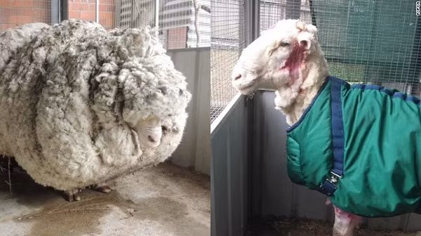 Diện mạo của Prickles trước và sau khi được ''rũ bỏ'' bộ lông khổng lồ với 7 năm ''giãn cách xã hội''.