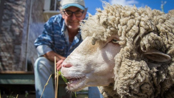 Ông Mick Daly - người tỉa lông cho Prickles ngạc nhiên: "Tôi chỉ mất 8 phút để xử lý bộ lông dày này. Tôi đã nghĩ việc này sẽ mất 10-15 phút".