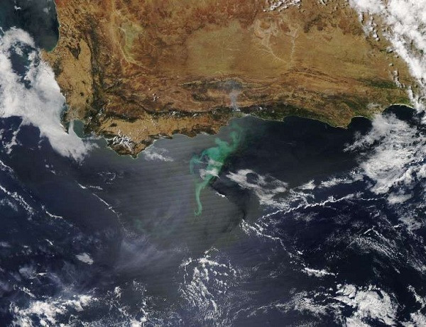 Sinh vật phù du phát triển mạnh mẽ ở bờ biển phía Nam của Nam Phi vào cuối tháng 11.