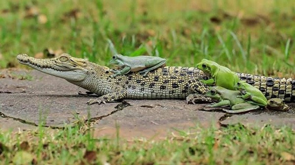 Con cá sấu trong hình đang trong quá trình trưởng thành nên kích thước chưa lớn.