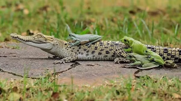 Con cá sấu trong hình đang trong quá trình trưởng thành nên kích thước chưa lớn.