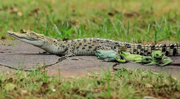 Phải chăng những con ếch này sợ sệt cá sấu hay chúng có "âm mưu" gì khác mới tìm cách leo lên lưng loài vật bò sát đáng sợ này.