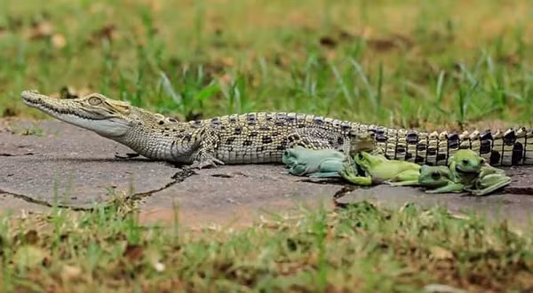 Phải chăng những con ếch này sợ sệt cá sấu hay chúng có "âm mưu" gì khác mới tìm cách leo lên lưng loài vật bò sát đáng sợ này.