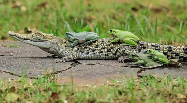 Phải mất gần 1 giờ đồng hồ kiên nhẫn, nhiếp ảnh gia mới chụp xong được chùm ảnh cùng với diễn tiến "đè đầu cưỡi cổ" chú cá sấu của 5 con ếch dễ thương.