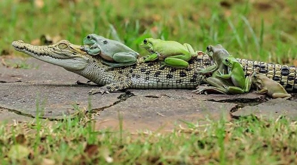 Tuy nhiên những con ếch không chịu ngồi yên mà chúng leo lên leo xuống liên tục.