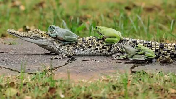 Nhiếp ảnh gia Tanto Yensen người Nhật Bản đã ghi lại được bộ ảnh đàn ếch xanh "đè đầu cưỡi cổ" một con cá sấu, khi anh có chuyến thăm tới Tangerang, Indonesia.