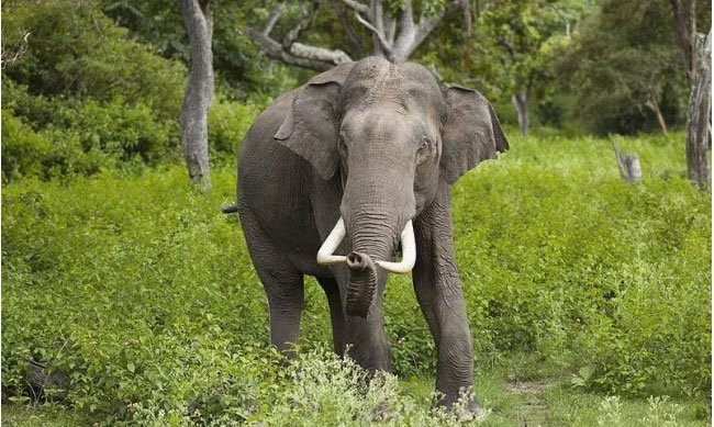 Năm 1962, một bác sĩ chuyên về tâm thần tại Trường Y khoa Thành phố Oklahoma đã tiêm 297 miligam thuốc ảo giác LSD vào một con voi vị thành niên. Lượng này gấp hơn 1.000 lần liều thông thường cho con người. Sau vài phút, chú voi Tusko lắc lư, oằn mình ngã xuống đất, đại tiện và lên cơn động kinh. Nhằm hồi sức cho Tusko, các nhà nghiên cứu đã tiêm một liều lớn thuốc điều trị tâm thần phân liệt để chấm dứt triệu chứng. Kết quả nghiên cứu công bố trên tạp chí khoa học Nature cho rằng LSD "có tác dụng trong việc kiểm soát voi ở châu Phi".