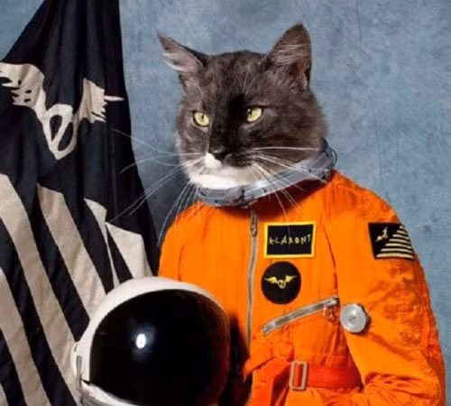 Chính phủ Mỹ từng mong muốn đào tạo được mèo điệp viên nên đã tiến hành thí nghiệm huấn luyện một con mèo trong vòng 5 năm trời. Không chỉ dừng lại ở việc việc huấn luyện, họ còn cấy ghép một thiết bị nghe lén và kiềm chế cảm giác đói vào trong con mèo - đó là một cái ăngten chạy bằng pin được cấy vào bên trong đuôi của con mèo tội nghiệp.