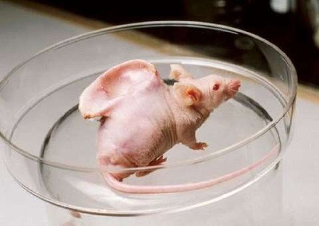 Vacanti là tên một cá thể chuột được thí nghiệm vào năm 1997, với đặc điểm cơ thể dị thường là một bộ phận giống hệt tai người mọc ra ở sau lưng. Thực chất, bộ phận đó được làm từ khung polyme sinh học. Các tế bào sụn dưới da dần được nuôi dưỡng và phát triển để cuối cùng mọc lên hoàn thiện như vậy. Đây là bằng chứng cho thấy tiềm năng của việc nuôi cấy mô sụn nhân tạo trong y học.