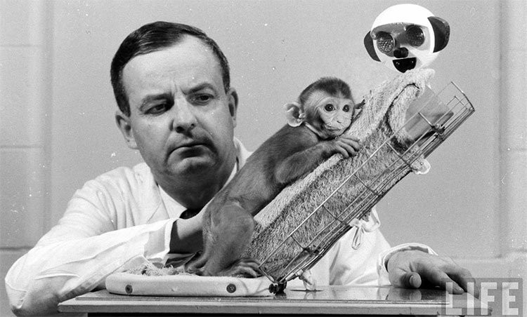 Những chú khỉ bị đem làm thí nghiệm với mục đích đơn thuần chỉ để chứng minh ảnh hưởng của chất gây nghiện tới con người. Những phương thức dùng trong thí nghiệm này đã vượt khỏi các chuẩn mực đạo đức với loài vật. Những con khỉ được huấn luyện để có thể tự tiêm các chất gây nghiện như mooc-phin, cocaine, codein, rượu và amphetamine vào cơ thể.