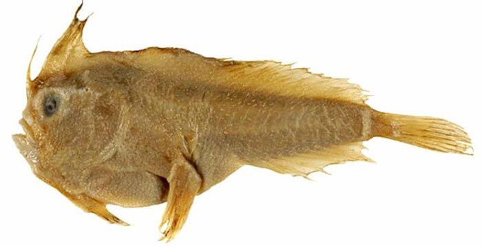 Năm 1802, nhà tự nhiên học người Pháp Francois Peron đã bắt một con cá tay trơn ở biển Úc và bỏ vào lọ nhỏ. Ít ai người rằng, đó là con cá tay trơn đầu tiên được con người biết tới, cũng là mẫu vật duy nhất của loài cá này mà con người có được.