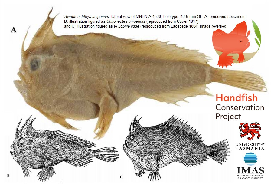 Cấu tạo của chúng rất khó hiểu khi có vây ngực để “đi bộ” dưới đáy biển. Các nhà khoa học vẫn chưa có điều kiện để nghiên cứu những bí ẩn về loài cá này thì chúng đã tuyệt chủng.