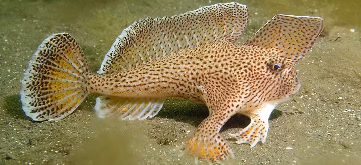 Đây là loài cá biển đầu tiên trên thế giới được công bố là tuyệt chủng trong thời hiện đại.