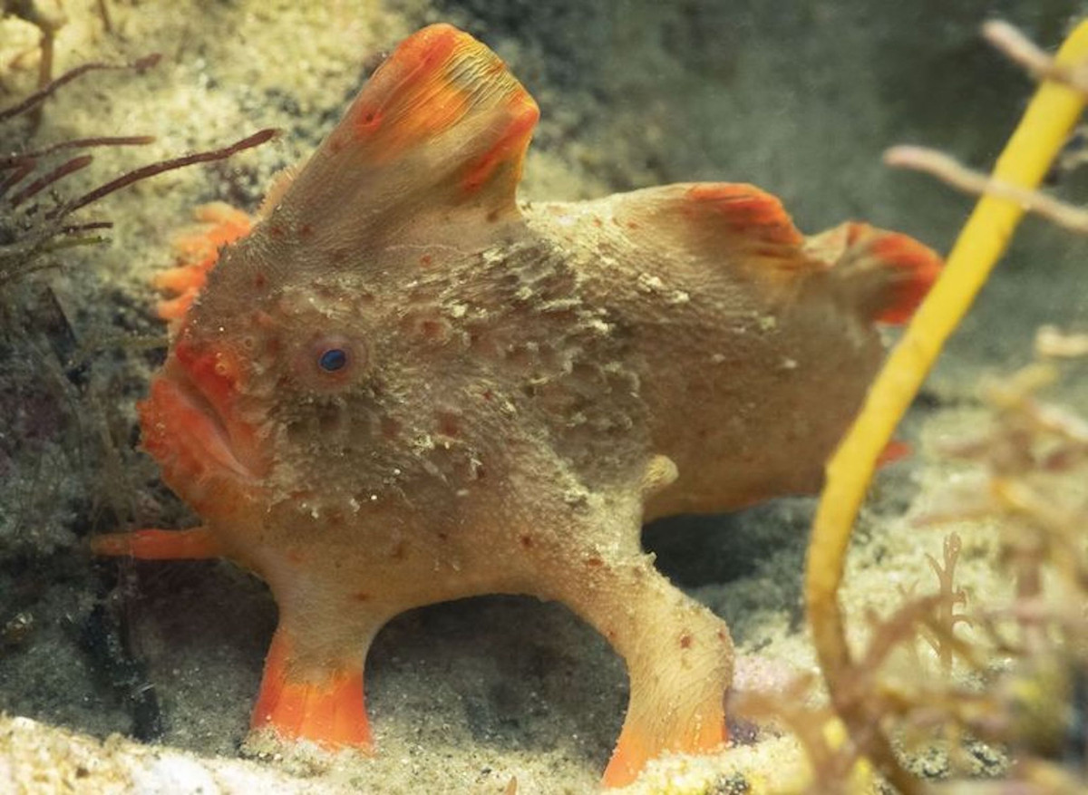 Hồi chuông cảnh báo về sự tồn vong của các sinh vật sống trong tự nhiên một lần nữa lại vang lên, nhắc nhở con người về sự tàn phá thiên nhiên và môi trường sống của các loài sinh vật biển nói riêng cũng như tất cả các loài sinh vật khác trên trái đất nói chung.