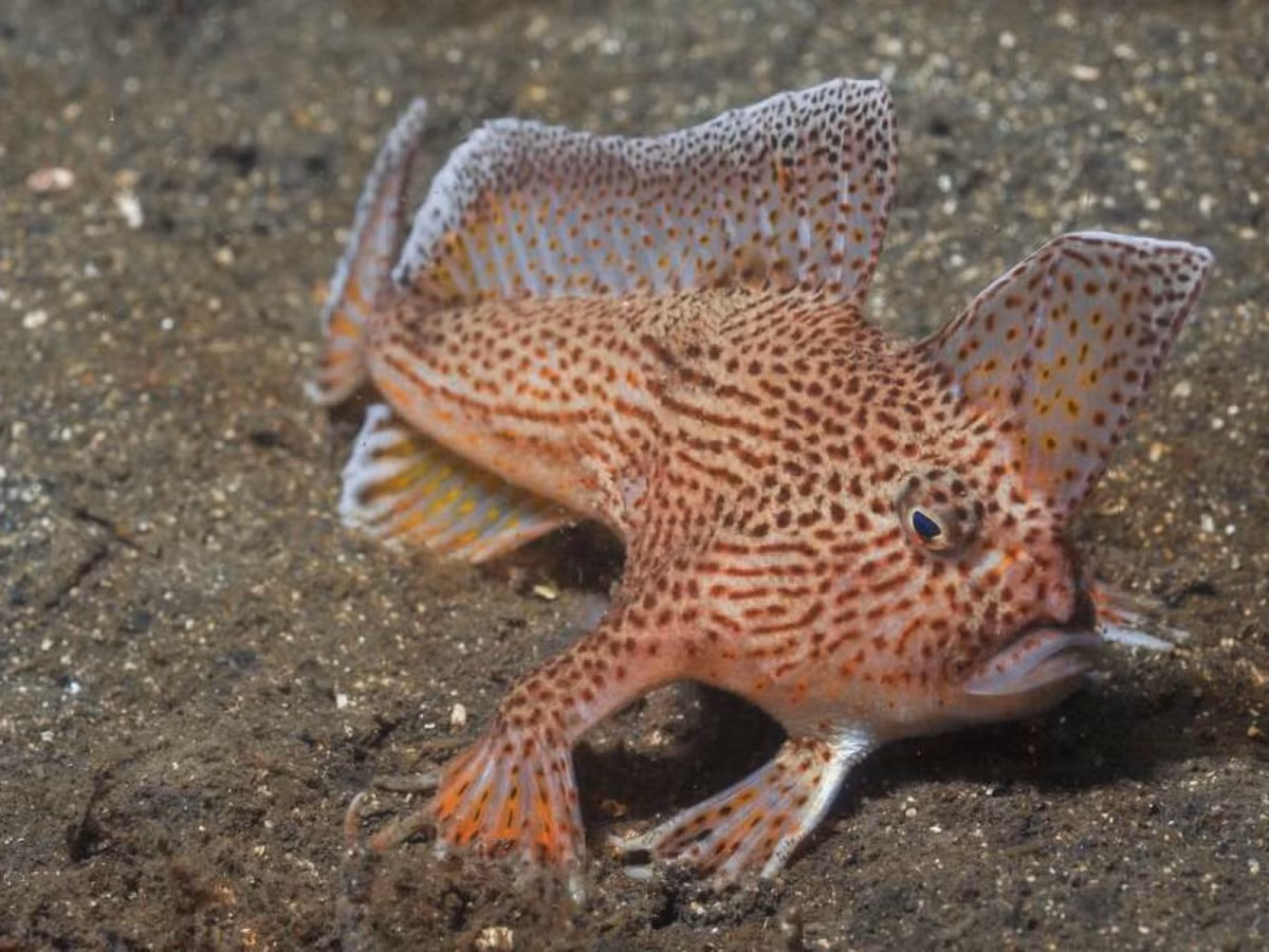 Cá tay trơn, hay còn gọi là Handfish (tên khoa học: Sympterichthys unipennis) được IUCN xác nhận là đã tuyệt chủng.