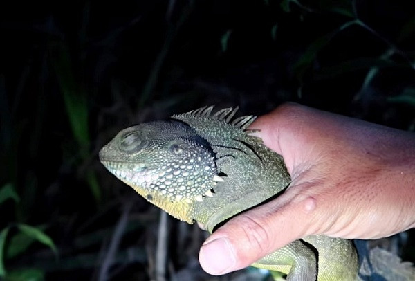 Trong video, Sang Vlog đã bắt vài con càng tôm (hay còn gọi là rồng đất, kỳ tôm) để chế biến thức ăn. Mọi việc trở nên nghiêm trọng bởi đây là loài động vật quý hiếm bị cấm săn bắt tại Việt Nam và nhiều nơi trên thế giới.