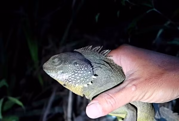 Trong video, Sang Vlog đã bắt vài con càng tôm (hay còn gọi là rồng đất, kỳ tôm) để chế biến thức ăn. Mọi việc trở nên nghiêm trọng bởi đây là loài động vật quý hiếm bị cấm săn bắt tại Việt Nam và nhiều nơi trên thế giới.