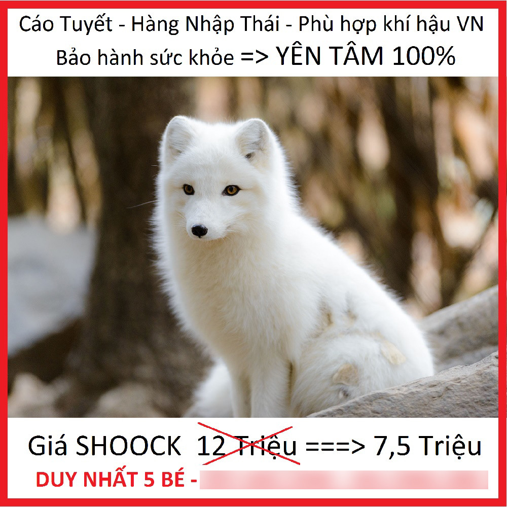 Để sở hữu một cá thể cáo tuyết cảnh hiện không quá khó, mức giá cũng rất đa dạng, phù hợp với túi tiền của người tiêu dùng.