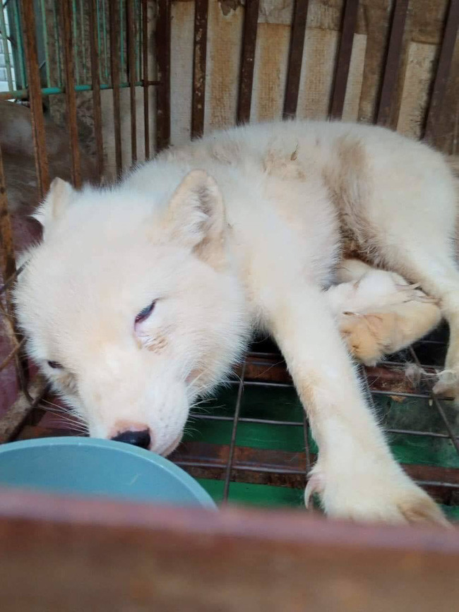 Tông tin trên được ENV (Education for Nature - Vietnam) - tổ chức phi chính phủ đầu tiên của Việt Nam tập trung vào việc bảo tồn thiên nhiên và môi trường đưa tin trên trang Facebook của mình, thông tin cho biết ngày 26/10 vừa qua, một người dân sống tại TP HCM gọi điện thoại đến đường dây nóng để thông báo về việc nhà mình xuất hiện 1 cá thể cáo tuyết.