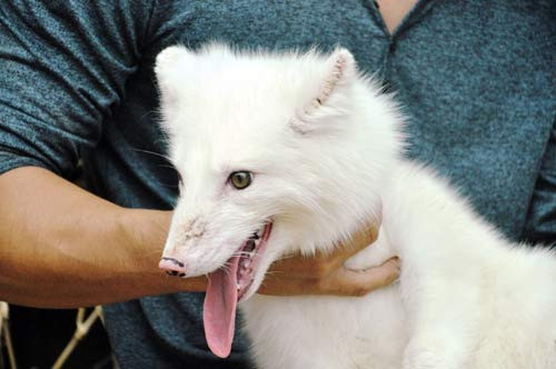 Được biết, các cá thể cáo tuyết này cũng như cá thể vừa phát hiện tại TP HCM đều thuộc dòng cáo tuyết lai, giữ lại khoảng 75% gen của cáo tuyết thuần chủng nên có được ngoại hình giống tới 7 phần 10 với bộ lông trắng, mõm dài, nhọn, vẻ ngoài lanh lợi.