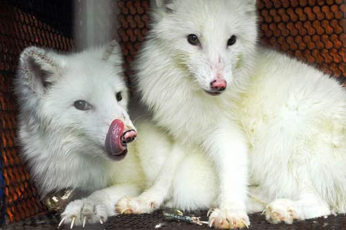 Thực chất, trào lưu nuôi cáo tuyết đã xuất hiện tại Việt Nam từ khoảng năm 2015, thông qua con đường nhập khẩu từ Thái Lan, một đất nước nổi tiếng trong khu vực về động vật cảnh nói chung.