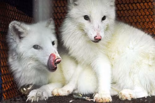 Thực chất, trào lưu nuôi cáo tuyết đã xuất hiện tại Việt Nam từ khoảng năm 2015, thông qua con đường nhập khẩu từ Thái Lan, một đất nước nổi tiếng trong khu vực về động vật cảnh nói chung.