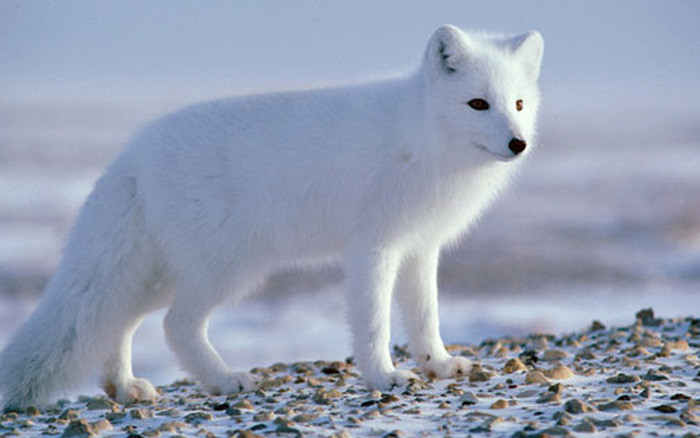 Chính vì lí do này, mặc dù có thể mua và nuôi nhưng các chuyên gia vẫn khuyến cáo về việc nuôi cáo tuyết lai làm thú cảnh do phần lớn bản năng của nó vẫn là của một loài thú hoang dã.