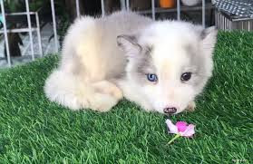 Một cá thể cáo tuyết lai tạo được bán tại Việt Nam. Được biết, cá thể phát hiện tại TP HCM vừa qua đã được bàn giao lại cho Thảo Cầm Viên để chăm sóc đặc biệt.