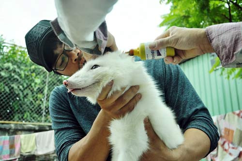 Tại Việt Nam, một vài trại động vật cảnh cũng đã nhập cáo tuyết về để phục vụ nhu cầu nuôi làm cảnh trong gia đình của người tiêu dùng từ năm 2016.