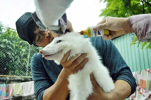 Tại Việt Nam, một vài trại động vật cảnh cũng đã nhập cáo tuyết về để phục vụ nhu cầu nuôi làm cảnh trong gia đình của người tiêu dùng từ năm 2016.