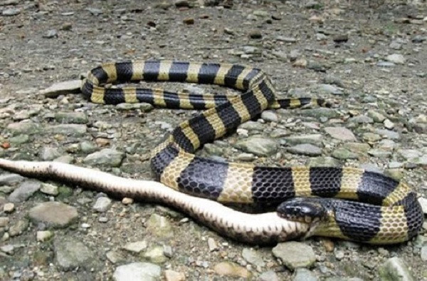 Loài rắn đuôi chuông còn có một tập tính kỳ lạ là ăn những quả trứng không thể nở và con non đã chết của chính mình. Điều này giúp chúng khôi phục được sức khỏe sau khi mang thai và sinh nở.