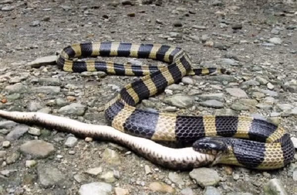 Loài rắn đuôi chuông còn có một tập tính kỳ lạ là ăn những quả trứng không thể nở và con non đã chết của chính mình. Điều này giúp chúng khôi phục được sức khỏe sau khi mang thai và sinh nở.