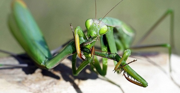Có một sự thật không phải ai cũng biết: bọ ngựa đực thường...chạy trốn sau khi giao phối với con cái. Không phải do nó ''sợ chịu trách nhiệm'' mà lo sợ bị chính con cái làm thịt.