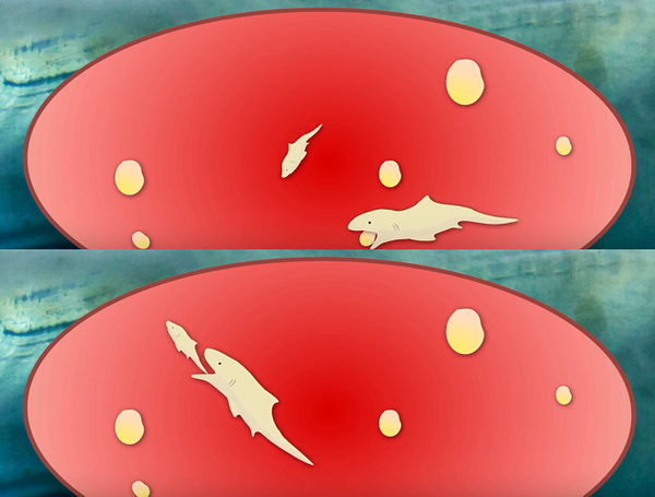 Loài cá này phải trải qua cuộc chiến sinh tồn với chính những người anh em của mình từ khi còn trong bụng cá mẹ. Sẽ chỉ có một con non được chào đời trong số nhiều phôi thai, sau đó nó sẽ ăn những quả trứng và những con nở muộn hơn.